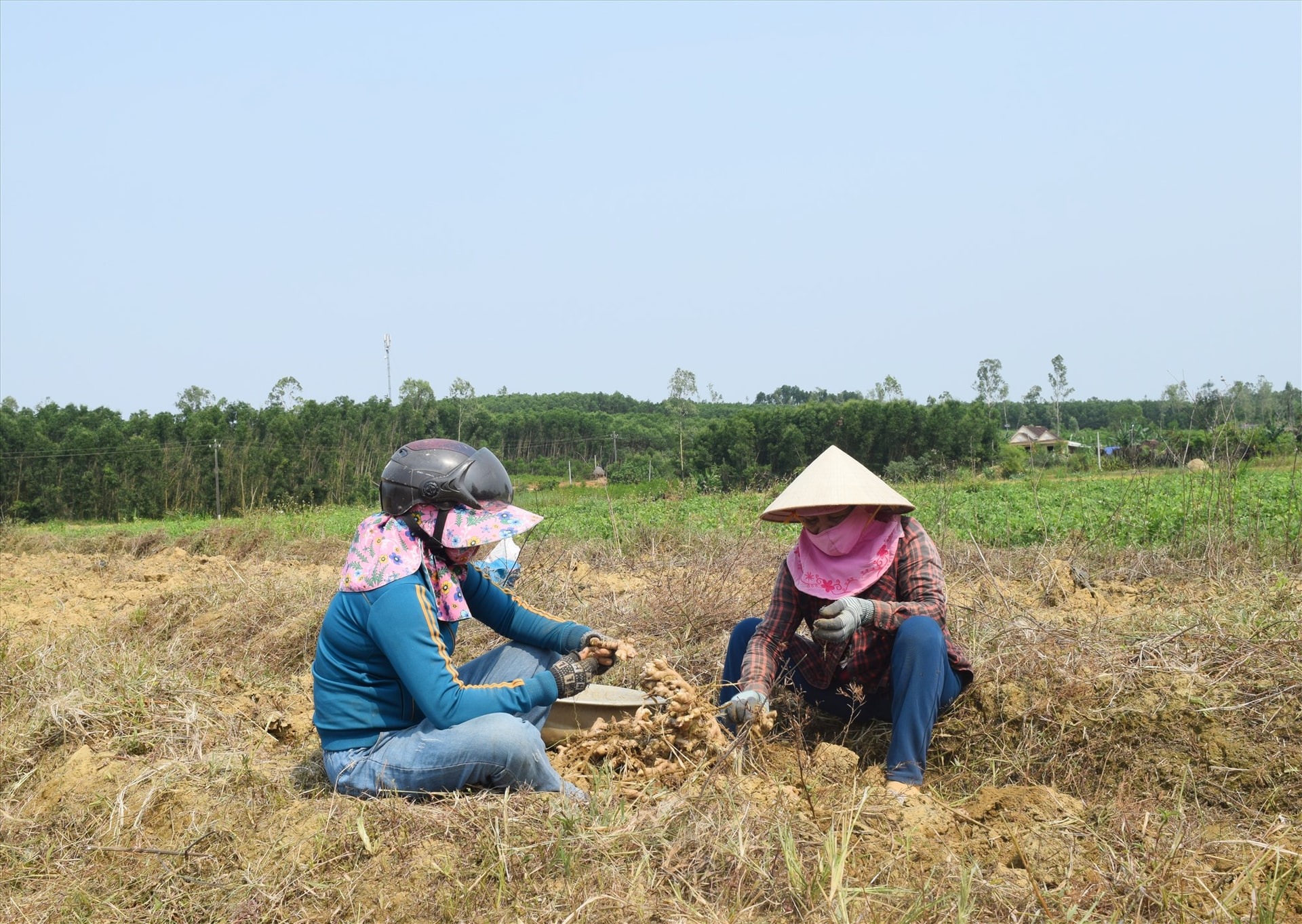 Gừng được giá, tư thương đến tận ruộng để thu mua. Ảnh: T.T