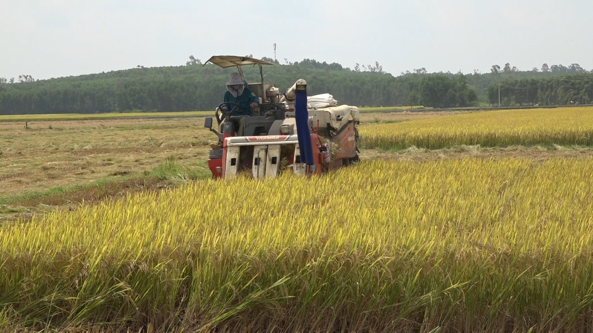 Những diện tích liên kết sản xuất lúa giống đều áp dụng máy móc vào sản xuất. Ảnh: M.T