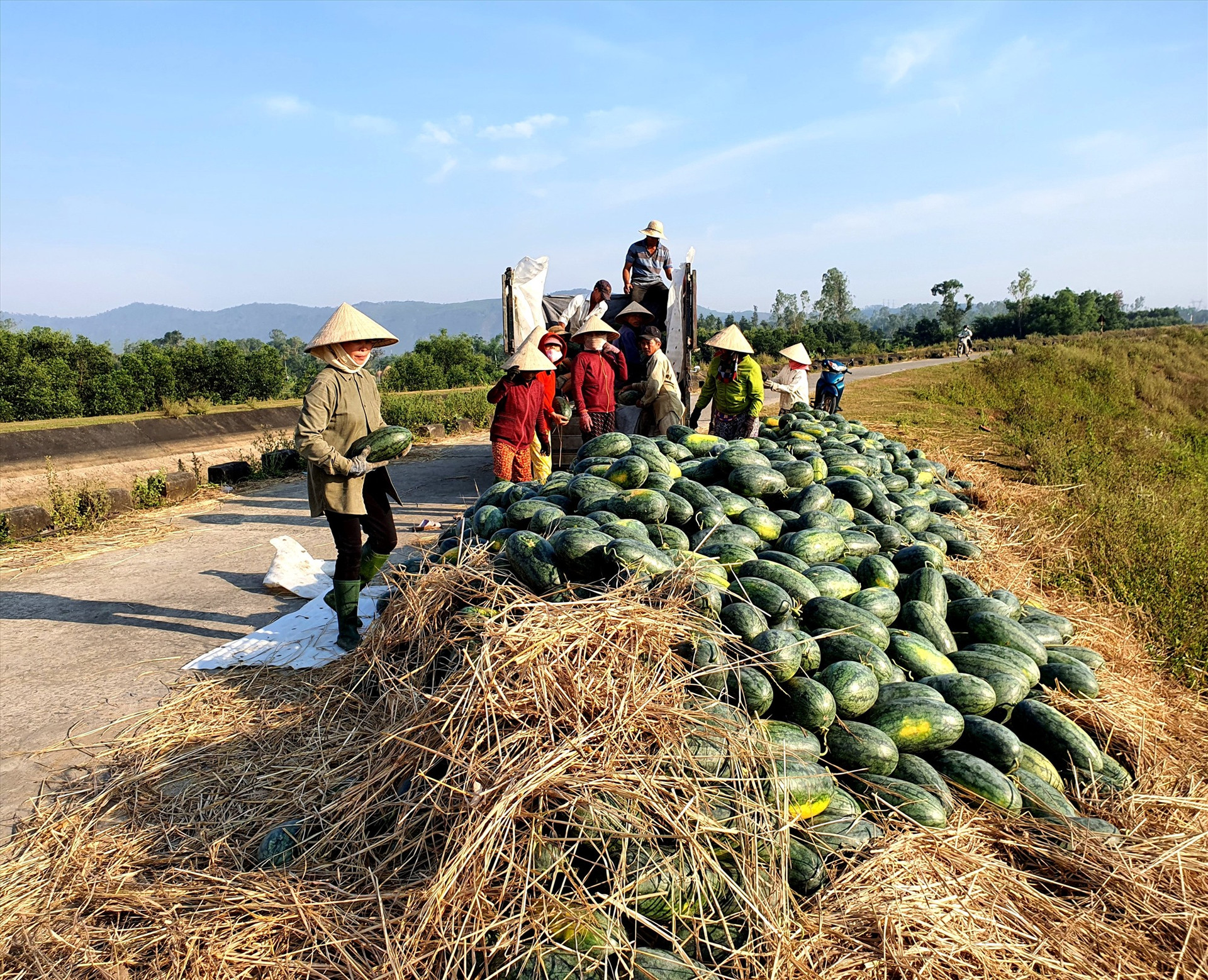 Người nông dân Quảng Nam thu hoạch dưa hấu trong những ngày này.