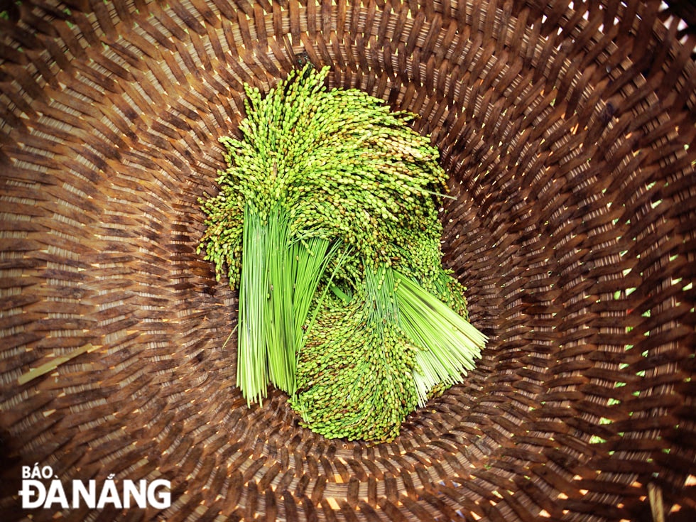 Lúa nếp non được chọn từng bông.
