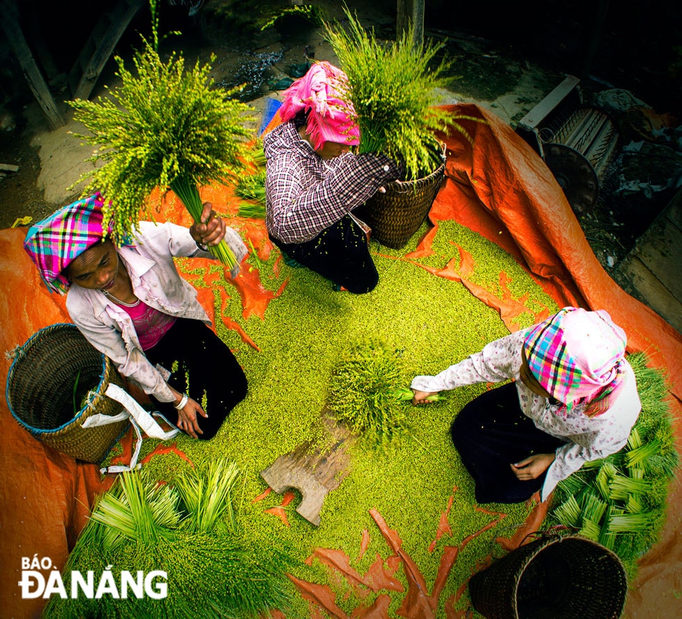 Đập bằng tay để phân loại hạt.