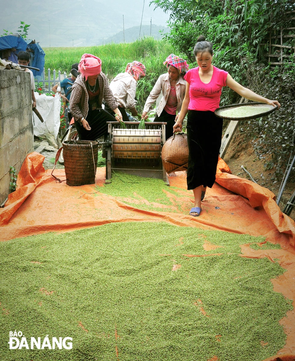 Hạt nếp sau đó được tuốt sạch bằng máy tuốt đạp chân.