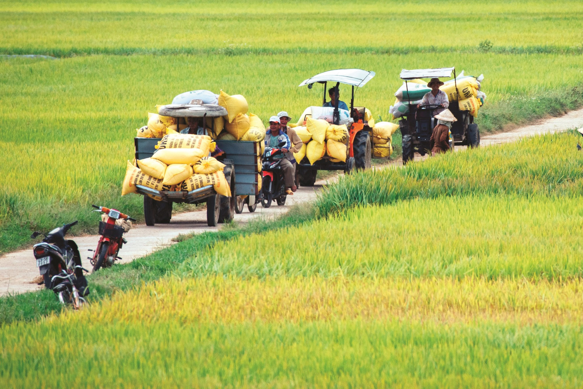 Vụ Đông Xuân năm nay, nhà nông xứ Quảng được mùa lúa bội thu. TRONG ẢNH: Nông dân của HTX Điện Quang (Điện Bàn) chuyển lúa về nhà.