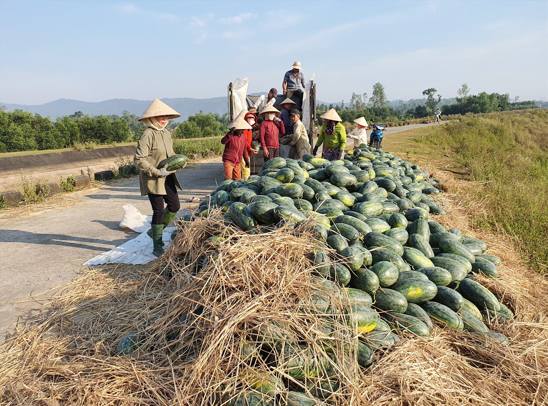 Quảng Nam cần áp dụng đồng bộ các giải pháp để ổn định đầu ra nông sản. Ảnh: V.S