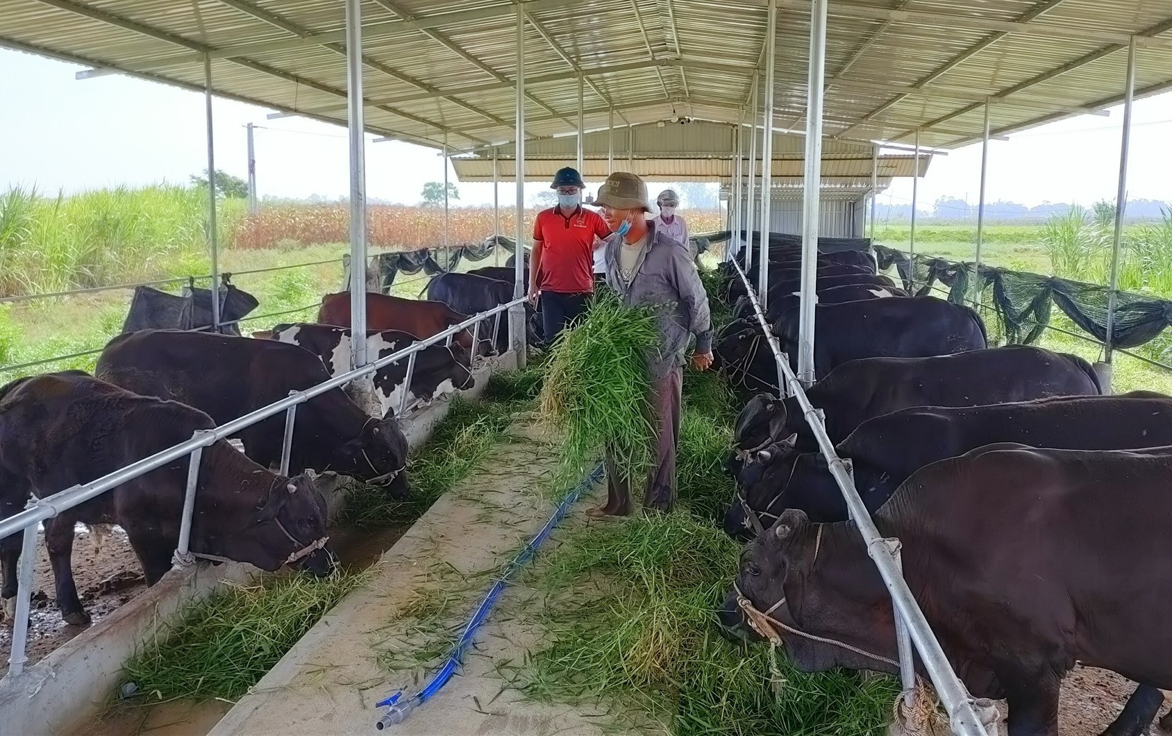 Mô hình chăn nuôi giống bò 3B đang được nhiều nông dân đầu tư, mang lại hiệu quả kinh tế cao. Ảnh: N.Trang