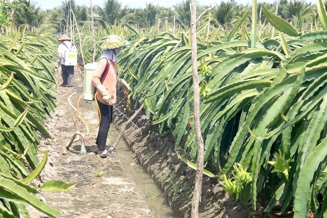 Farmers tend dragon fruit in Tien Giang province’s Cho Gao district (Photo: VNA)