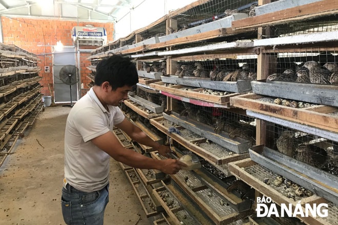 Cơ sở nuôi chim cút của anh Nguyễn Thành Trung (thôn Quá Giáng 2, xã Hòa Phước, huyện Hòa Vang) gặp khó do giá thức ăn chăn nuôi tăng. Ảnh: M.QUẾ