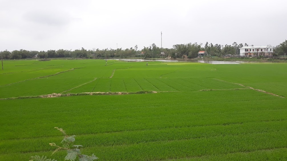 Một số địa phương trong tỉnh chuyển mục đích sử dụng đất lúa. Ảnh: C.N