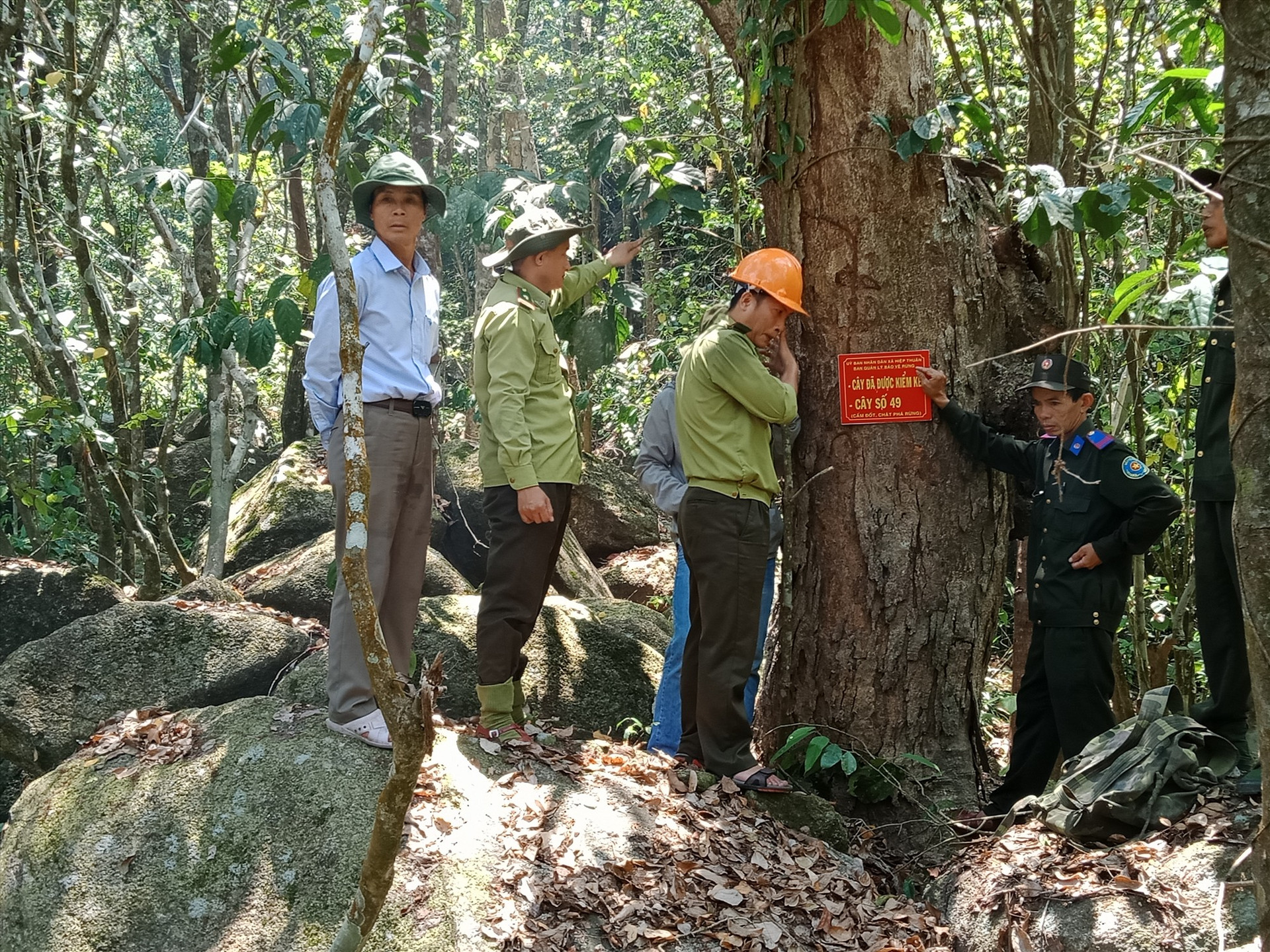 Hình Lực lượng chức năng phối hợp kiểm đếm và đóng số từng cây gỗ rừng tự nhiên xã Hiệp Thuân.