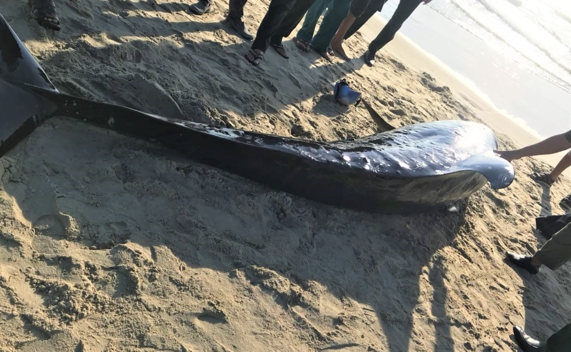 Cá heo dài 3m, có màu đen óng dạt vào bờ xã Duy Hải. Ảnh: B.A