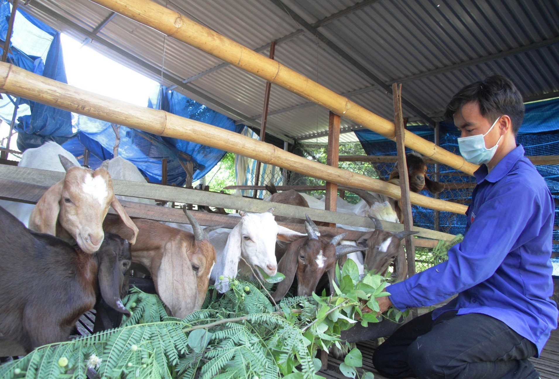 Chàng nông dân trẻ Trương Văn Thành cho đàn dê của mình ăn. Ảnh: H.Q