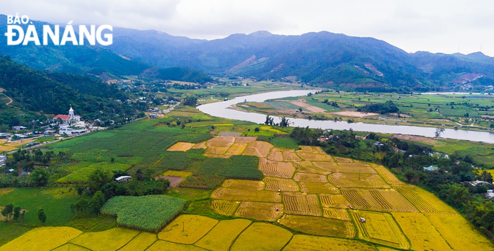 Đồng lúa chín vàng ở thôn Nam Yên nằm kề bên dòng Cu Đê xanh mát.