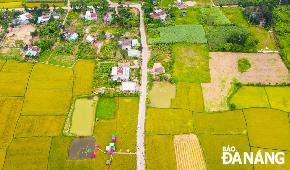Thảm lúa vàng ven con đường liên thôn, từ thôn Nam Yên về thôn Phò Nam.