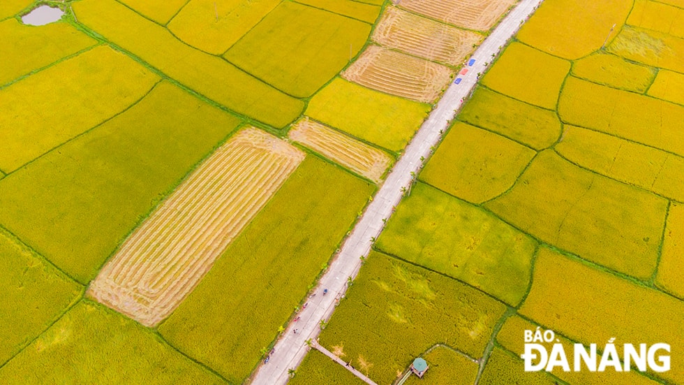 Những cánh đồng trồng lúa hữu cơ ở Hòa Bắc cho năng suất ổn định, cải thiện đời sống người dân trên địa bàn xã.