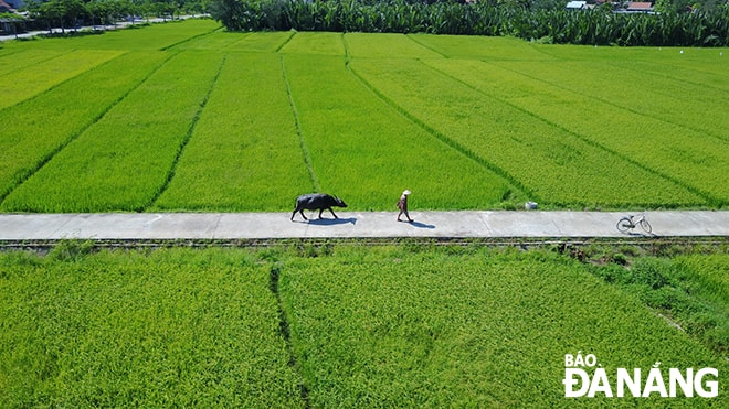 Có lẽ ai lớn lên ở thôn quê cũng đều có ký ức về một miền yên ả và thấy ấm lòng mỗi khi nhớ về.  Ảnh: J.T