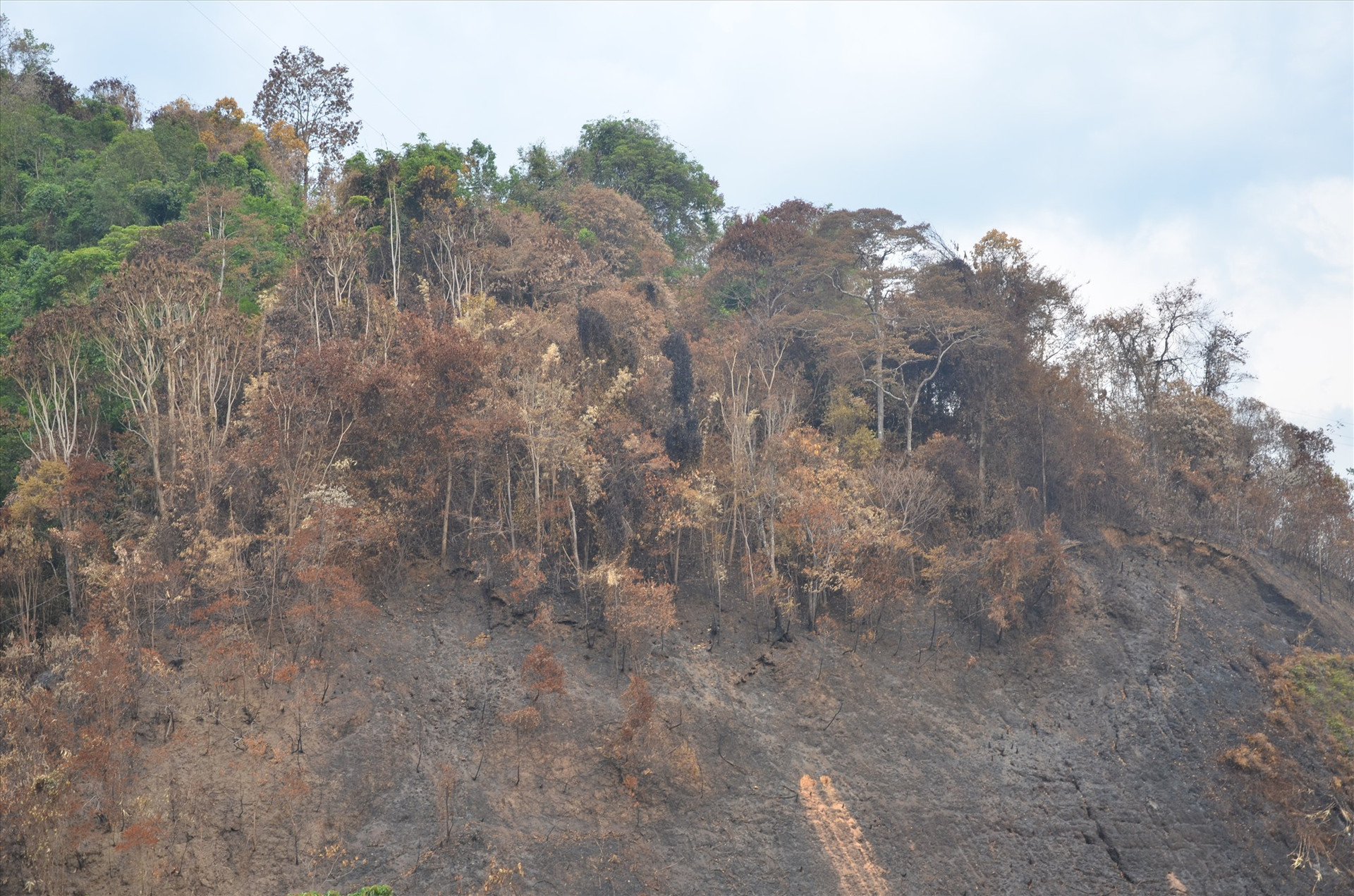 Vụ cháy rừng vào mùa khô năm ngoái thiêu rụi hơn 33ha rừng phòng hộ xã Mà Cooih (Đông Giang). Ảnh: H.P