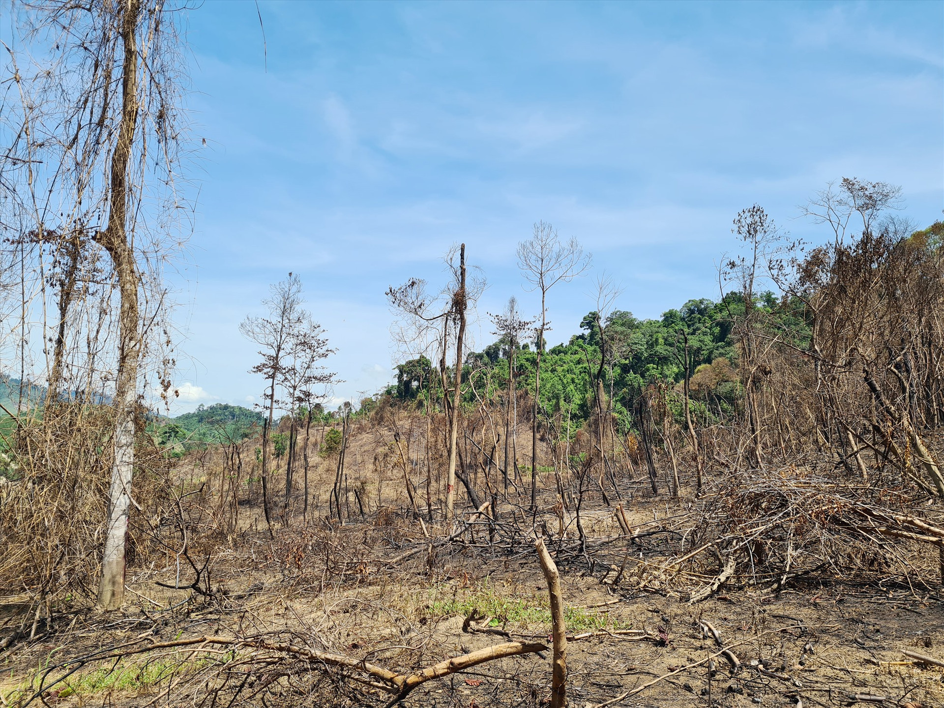 Hiện trường vụ đốt thực bì dẫn đến thiêu rụi tài nguyên rừng tại Tiểu khu 689 xã Phước Kim (Phước Sơn). Ảnh: H.P