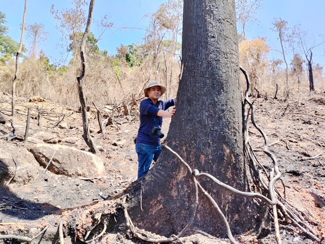 Tại hiện trường Tiểu khu 689 xã Phước Kim, nhiều gốc cây có đường kính to bị đốt cháy đen khó có thể sống. ẢNH: N.T