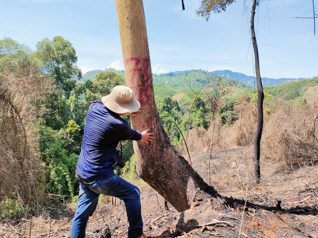 Hiện trường vụ đốt thực bì dẫn đến thiêu rụi tài nguyên rừng tại Tiểu khu 689 xã Phước Kim (Phước Sơn). Ảnh: H.P