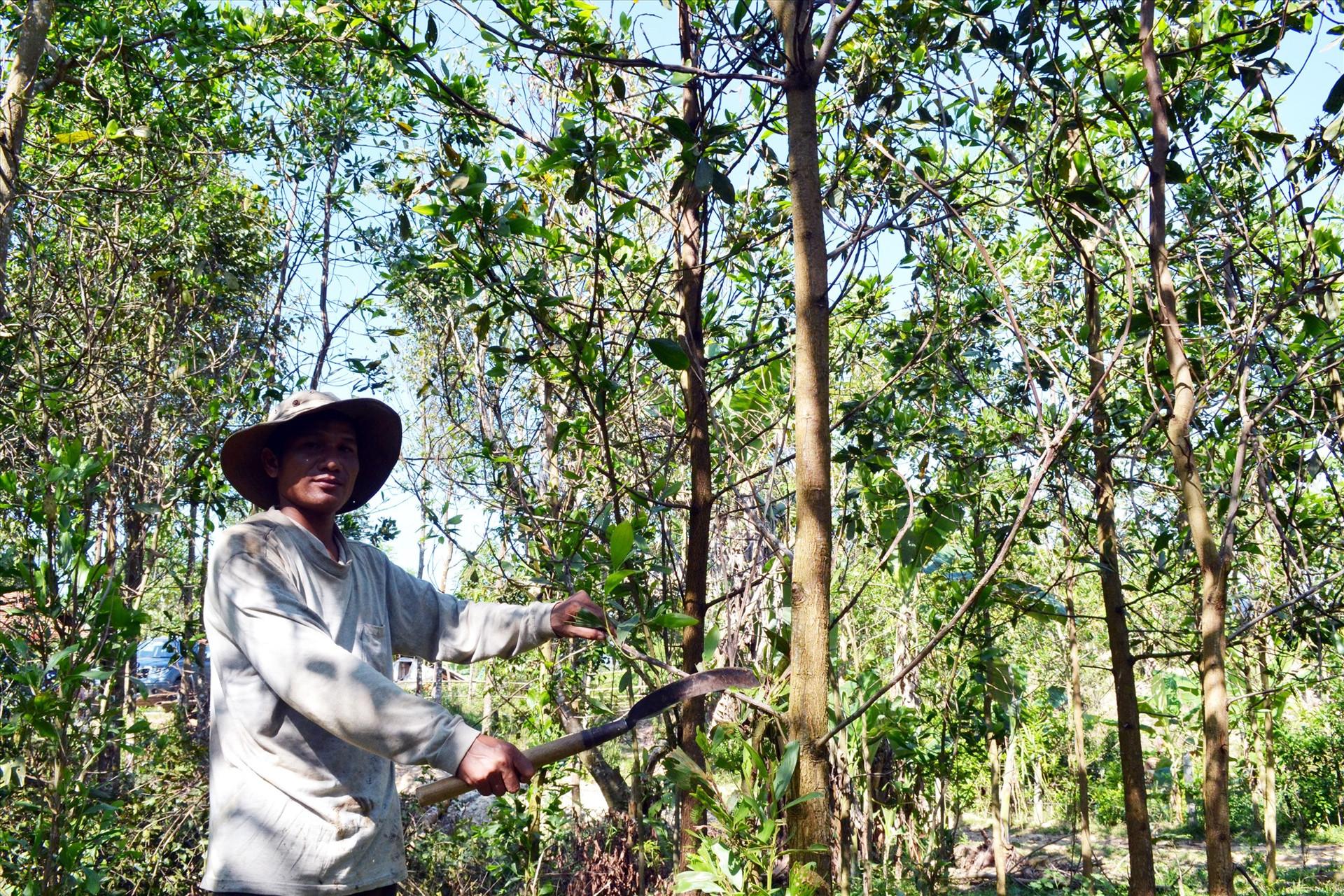Ông Nguyễn Văn Linh (dân tộc Co) với rừng keo 8ha. Ảnh: VIỆT NGUYỄN