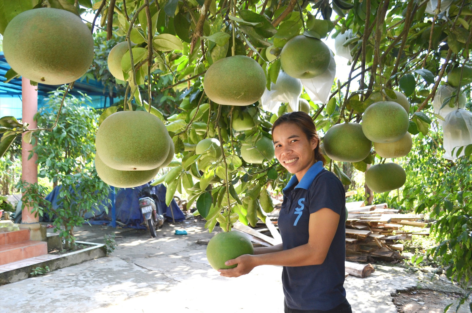 Đông Giang sẽ khuyến khích người dân trồng những loại cây ăn quả phù hợp với thực tế địa phương. Ảnh: C.T
