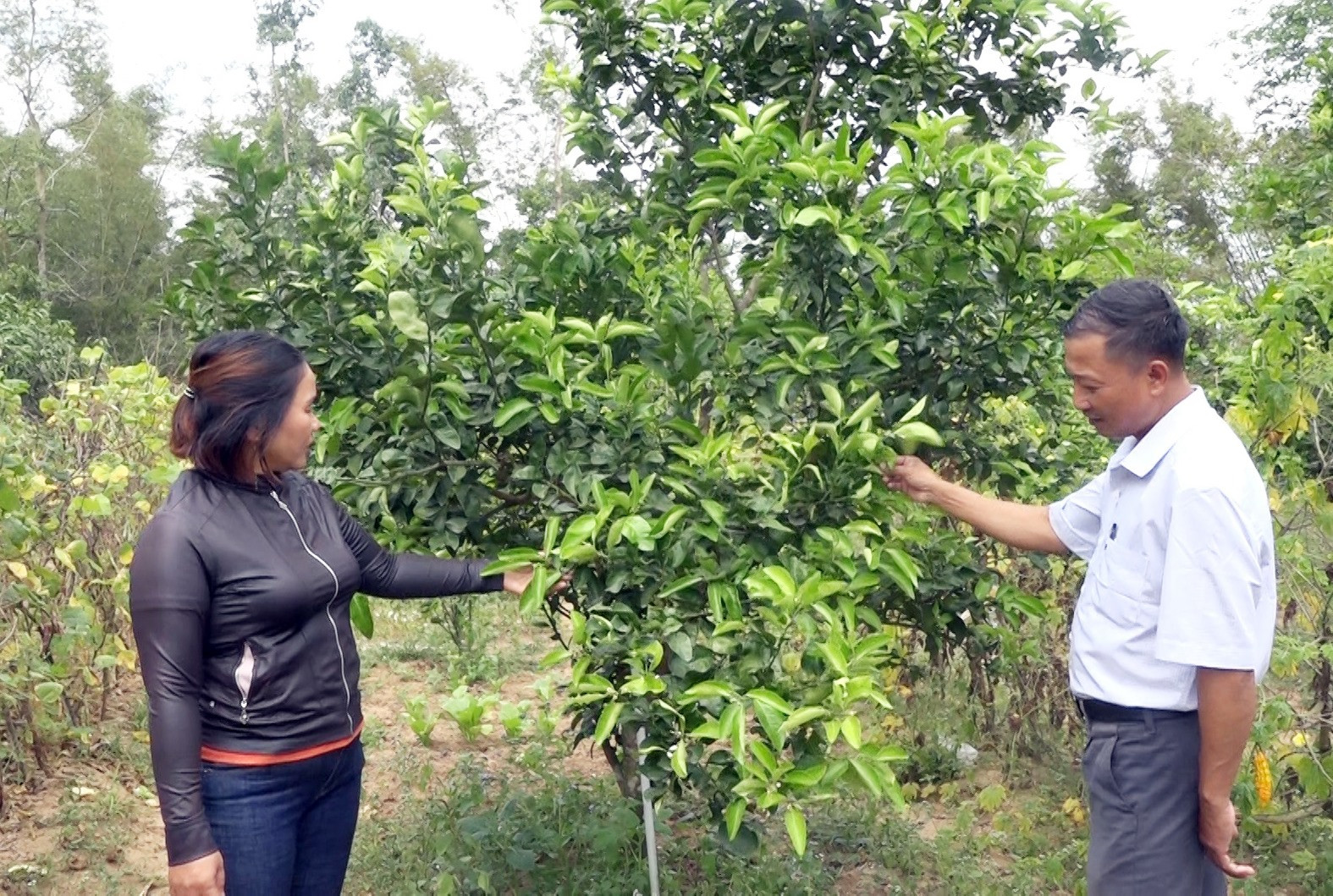 Vườn cây ăn quả của chị Phan Thị Chín đang phát triển tốt, hứa hẹn sẽ cho hiệu quả kinh tế cao. Ảnh: M.T