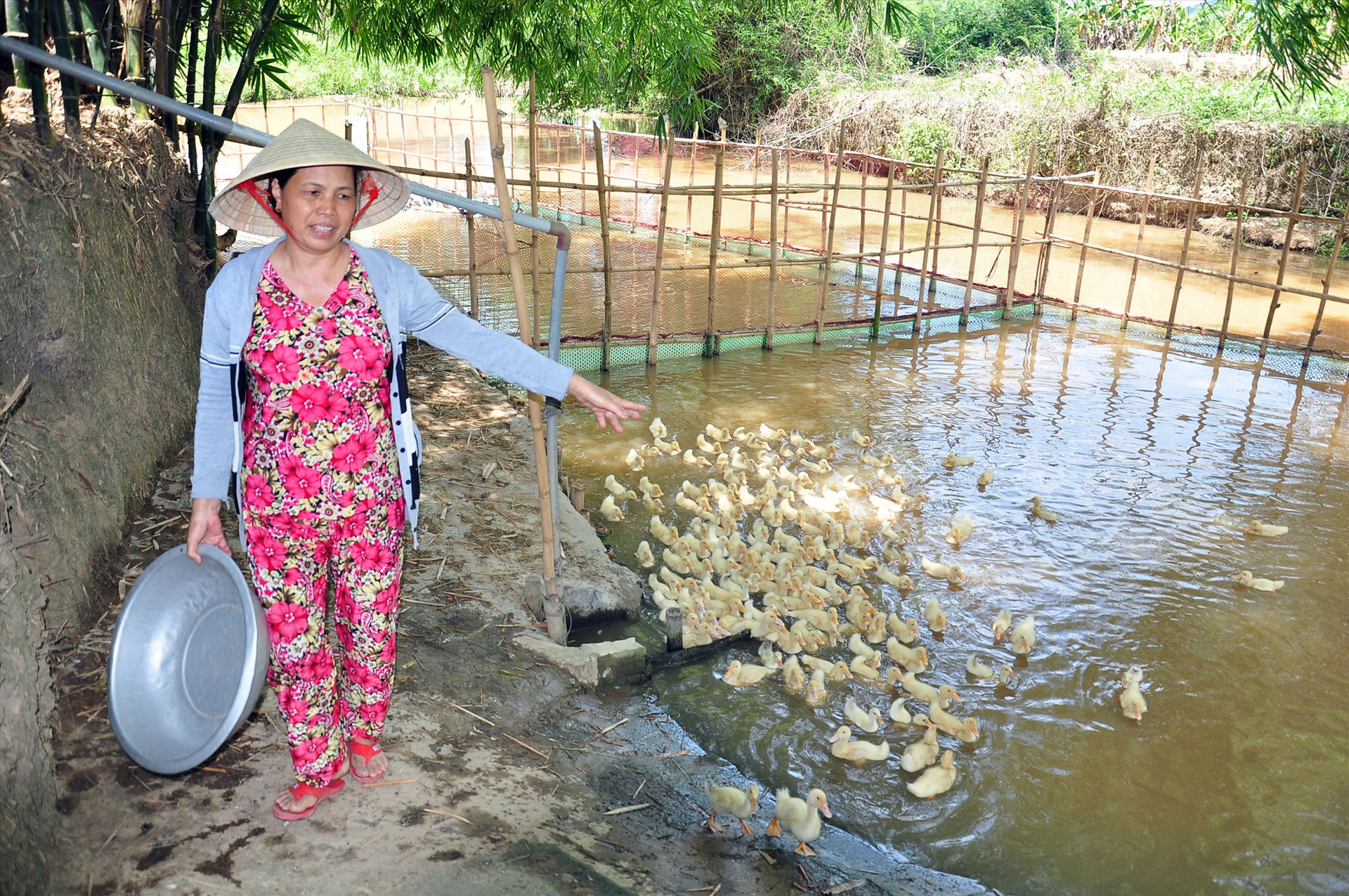 Hộ bà Nguyễn Thị Nhựt (thôn Trung Nam, xã Quế Trung) đã thoát nghèo nhờ mạnh dạn tiếp cận vốn vay ưu đãi để phát triển kinh tế gia trại. Ảnh: S.A