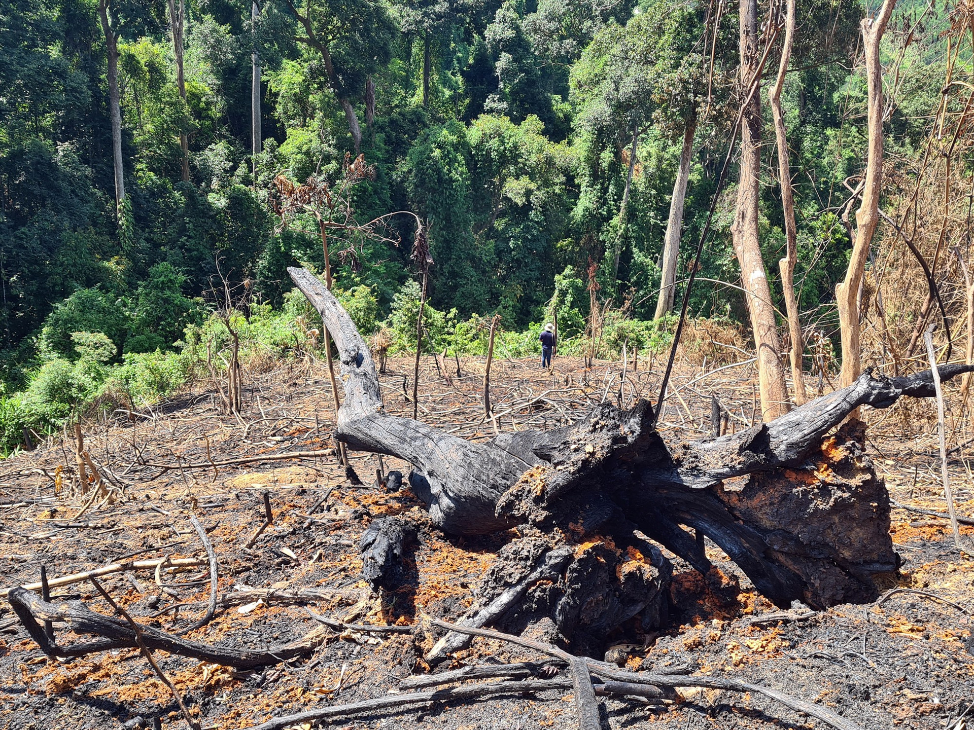 Đốt thực bì khiến nhiều cây gỗ bị cháy đen trong khoảnh 3, 4, 5 Tiểu khu 689 xã Phước Kim. Ảnh: T.N