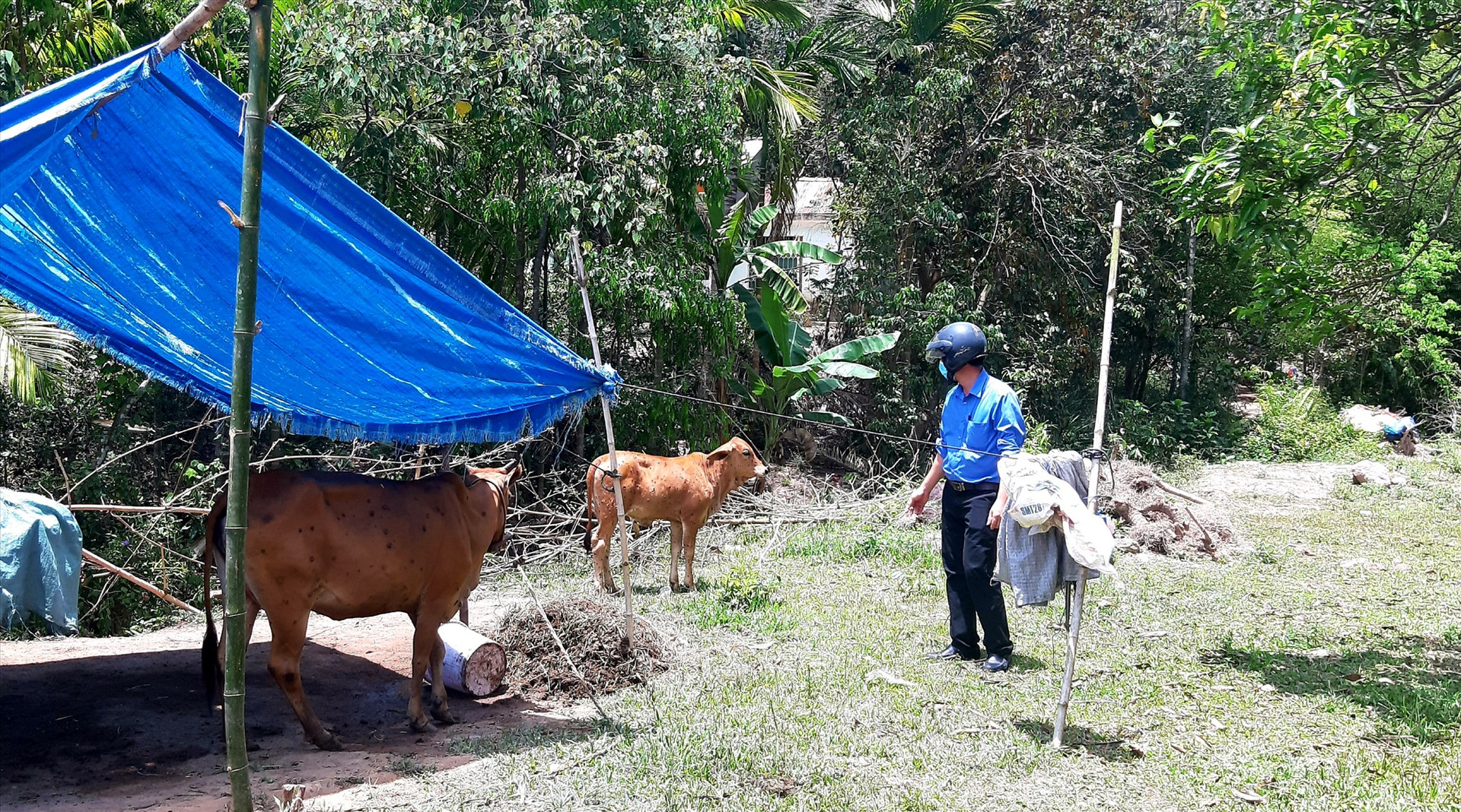 Cán bộ Trung tâm Kỹ thuật nông nghiệp huyện Nông Sơn kiểm tra những con bò bị nhiễm bệnh viêm da nổi cục ở xã Quế Trung. Ảnh: VĂN SỰ