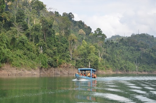 A forest in Quang Nam