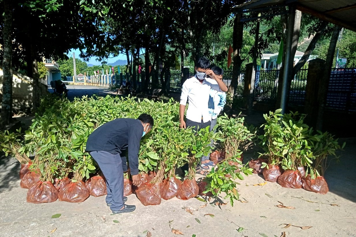 Các hộ thanh niên được hỗ trợ đến nhận cây giống, mang về trồng tại các diện tích đất vườn, đất rẫy. Ảnh: Đ.N
