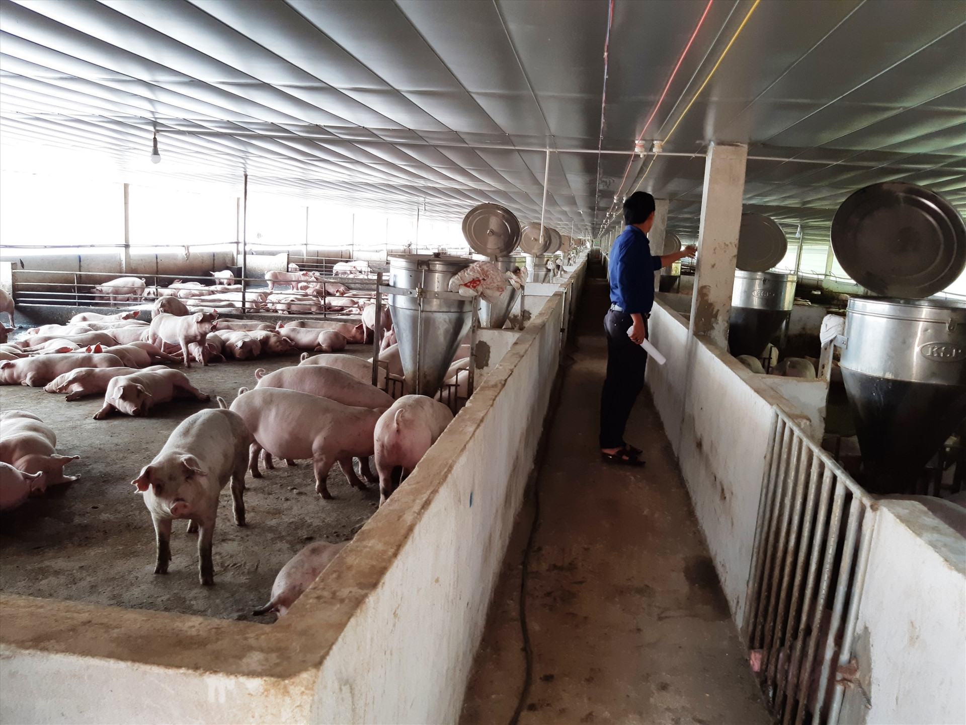 Một trang trại chăn nuôi heo công nghệ cao ở Đại Lộc. Ảnh: H.L