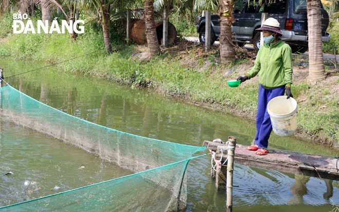Mô hình nuôi cá thát lát trong lưới mang lại hiệu quả kinh tế cao cho người dân Hòa Vang. TRONG ẢNH: Khu vực nuôi cá thát lát của hộ gia đình anh Cao Văn Tới (xã Hòa Khương). (Ảnh chụp tháng 4-2021) Ảnh: VĂN HOÀNG