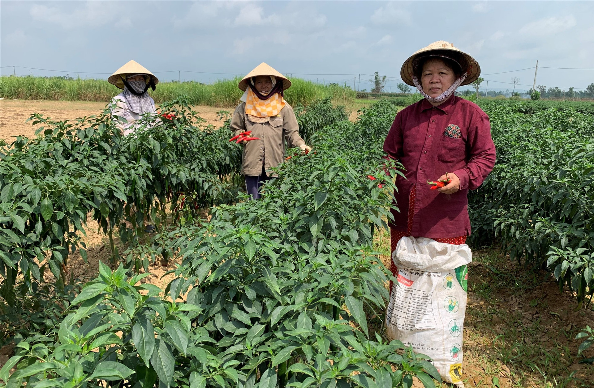 Nhiều vùng chuyên canh cây trồng cạn ở xã Duy Châu (Duy Xuyên) cho giá trị từ 90 - 150 triệu đồng/ha/năm. Ảnh: T.L