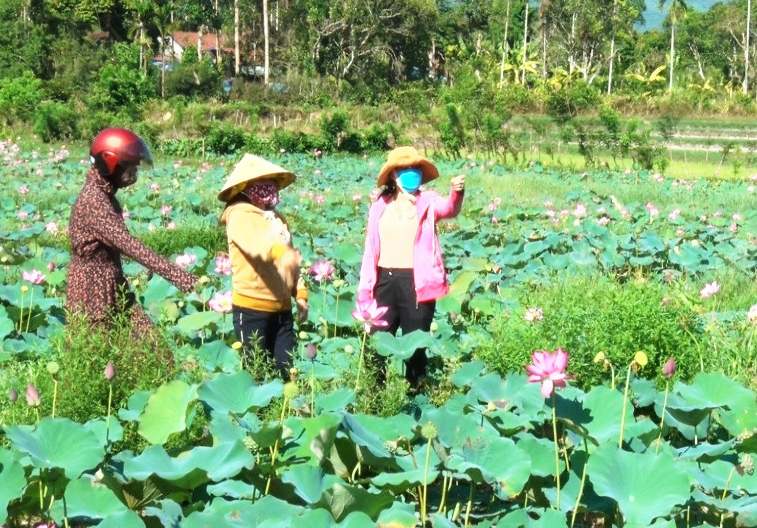Mô hình trồng sen trên đất lúa kém hiệu quả được nhân rộng ra một số địa phương ở Nông Sơn. Ảnh: P.N