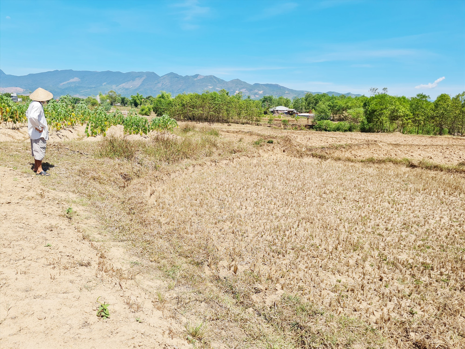 Cánh đồng sản xuất lúa thuộc đội 3, thôn Tập Phước (xã Đại Chánh) bị khô hạn, chưa có nước để kịp gieo sạ. Ảnh: H.L