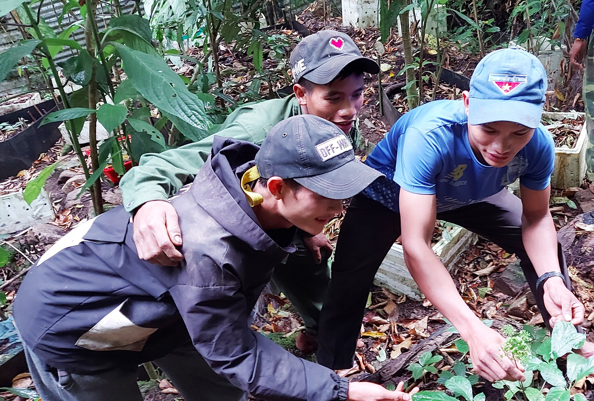 Nhóm thanh niên cùng nhau trồng sâm ở xã Trà Linh. Ảnh: VĂN THỌ