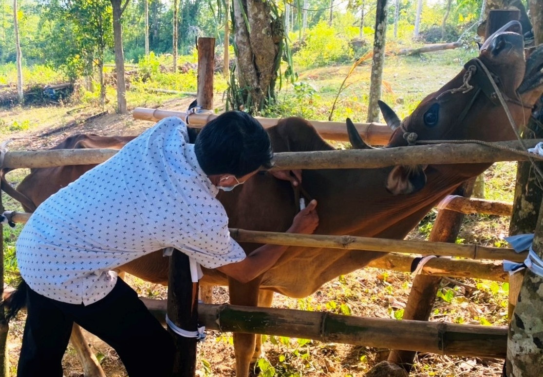 Huyện Tiên Phước tiêm gần 10 nghìn vacine phòng chống dịch bệnh viêm da nổi cục cho trâu bò