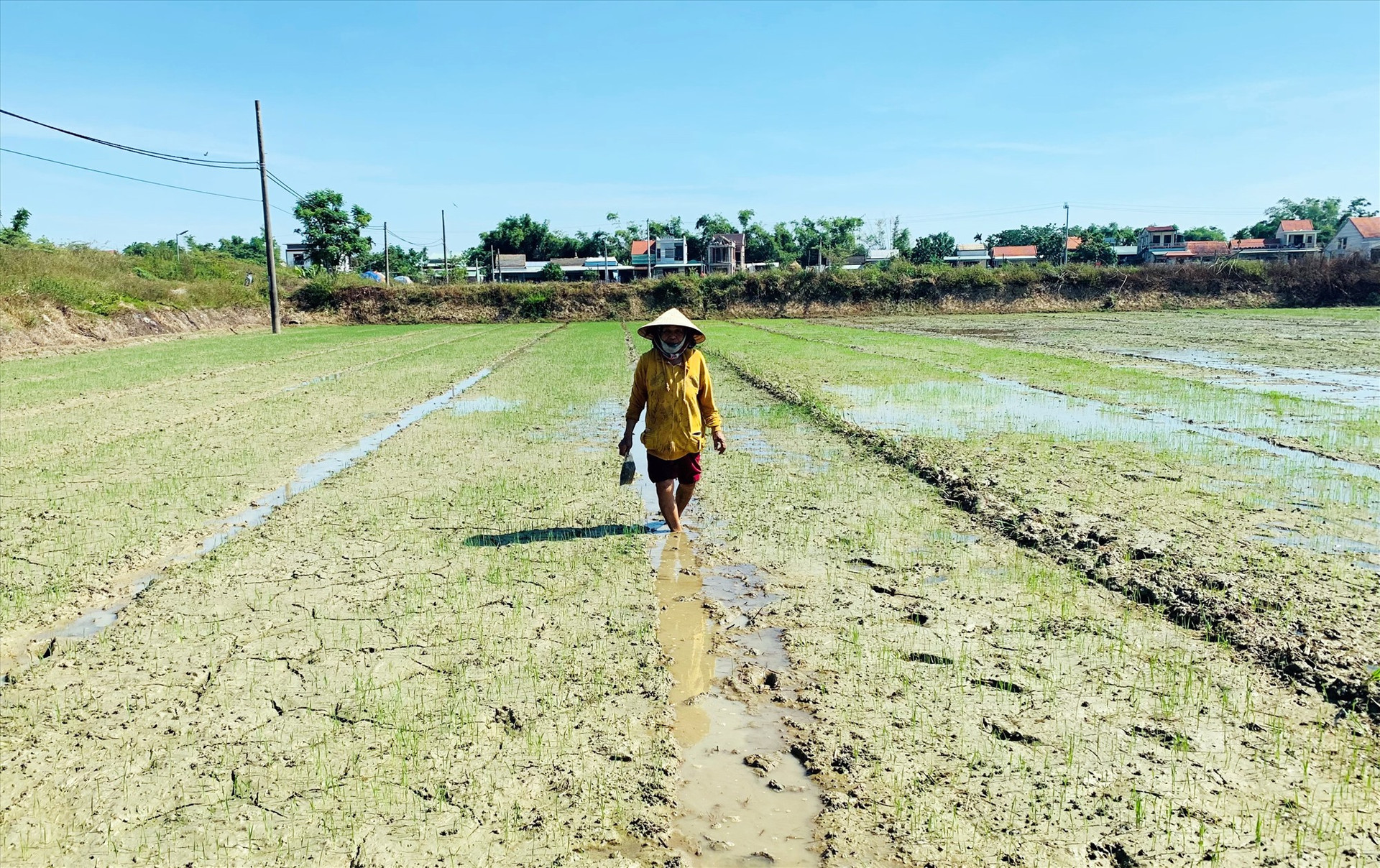 Nắng nóng gay gắt và mực nước sông xuống thấp khiến nông dân xã Duy Phước lo sợ tình trạng nhiễm mặn ngày càng xảy ra khốc liệt. Ảnh: T.L
