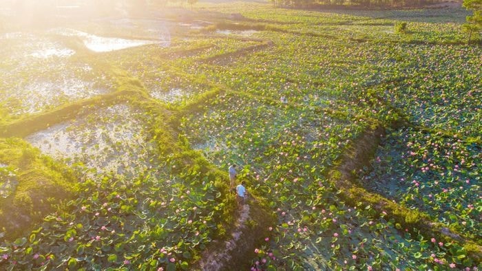 Tra Ly - Dong Lon lotus field from above in the early morning with peaceful beauty of the countryside.