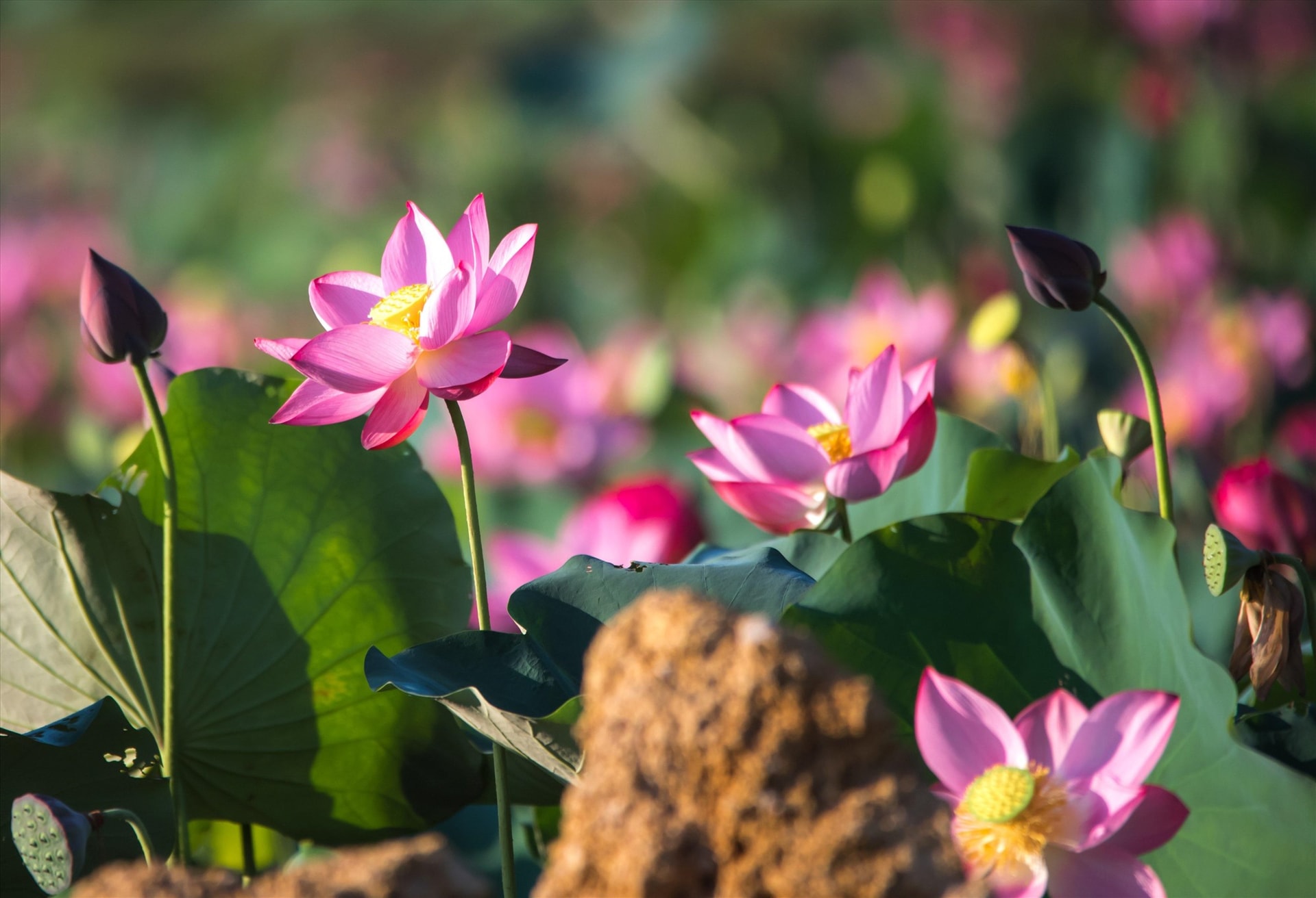 Lotus flowers are great in the early morning, from 5 to 6 am.