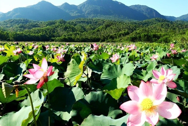 This field is about 15ha-20ha and  covered with lotus in early June, attracting many visitors.