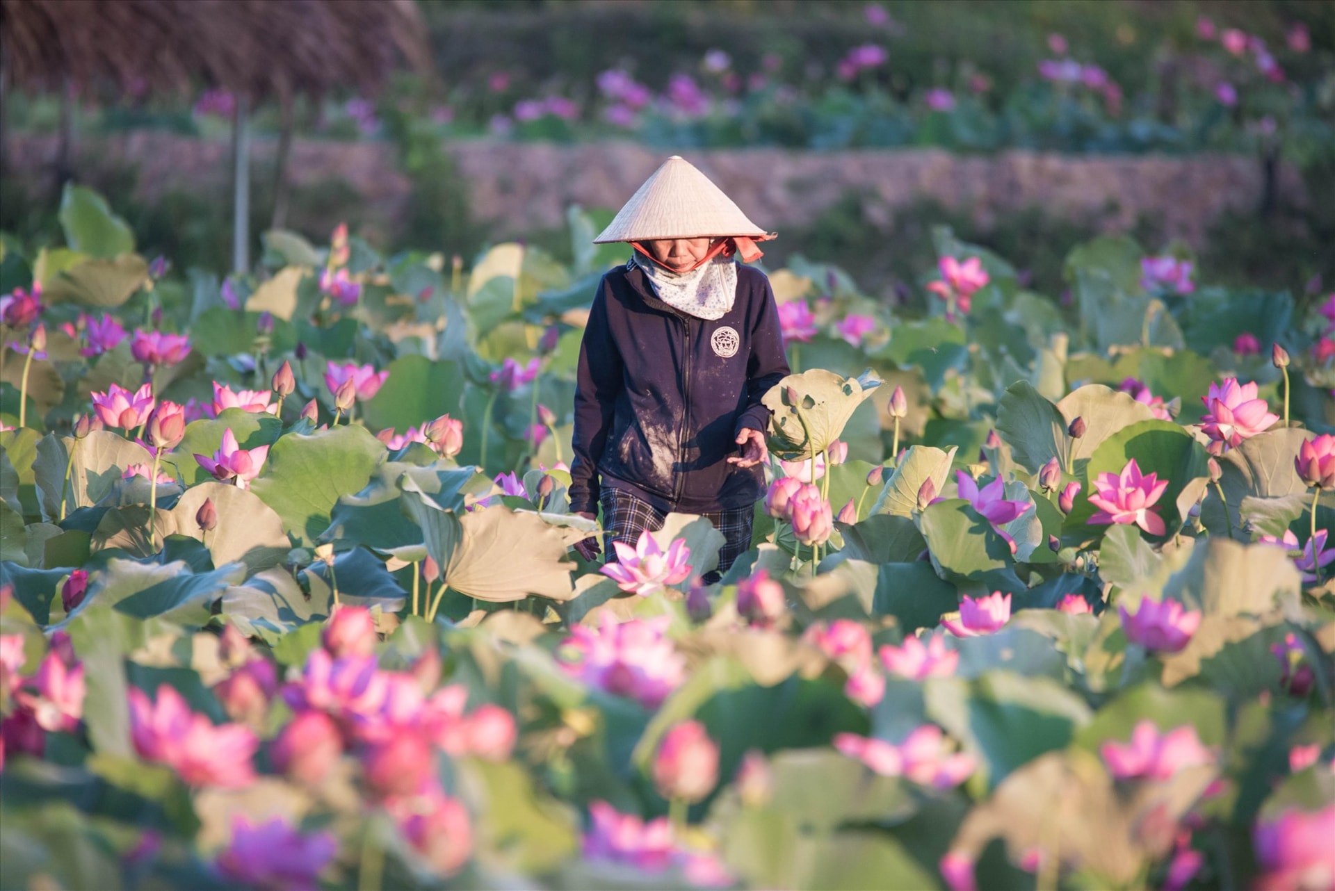 A farmer takes care of the lotus field.