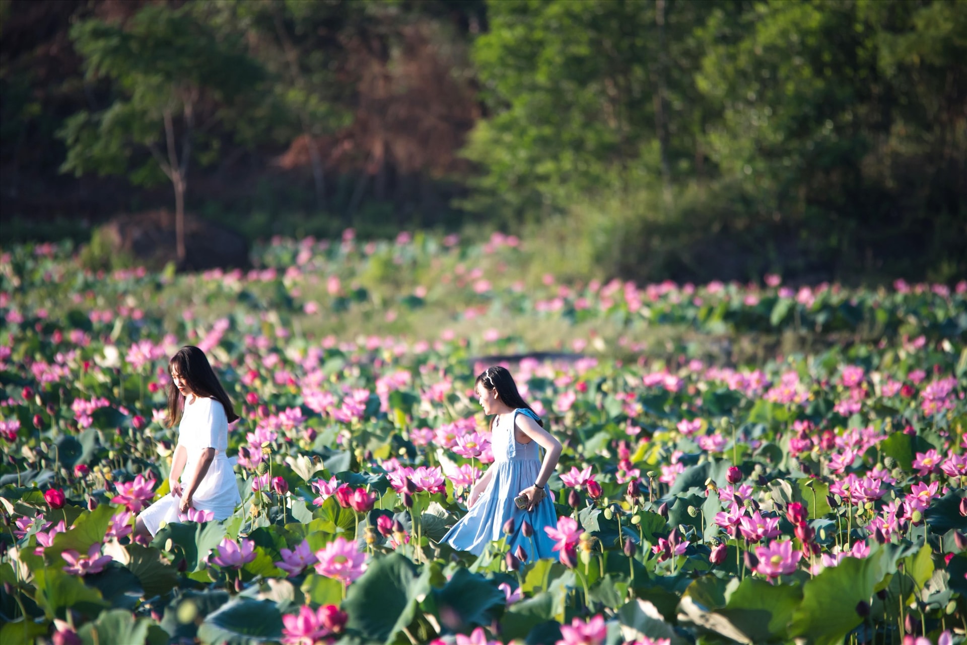 Visitors are very excited when coming to this lotus field.