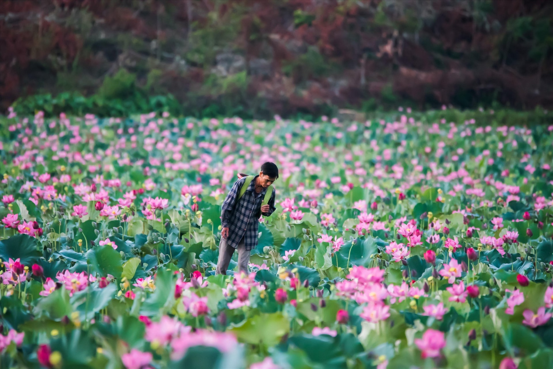 Local people on the full-bloomed lotus field, hoping an abundant crop.