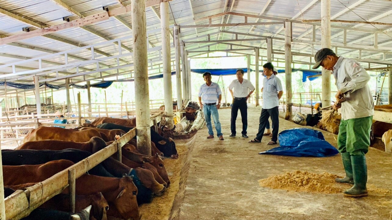 Mô hình nuôi bò sinh sản, bò vỗ béo 3B của ông Võ Thanh An (thôn Tân Phong, xã Quế Lộc) bước đầu cho hiệu quả kinh tế cao. Ảnh: LÊ THÔNG