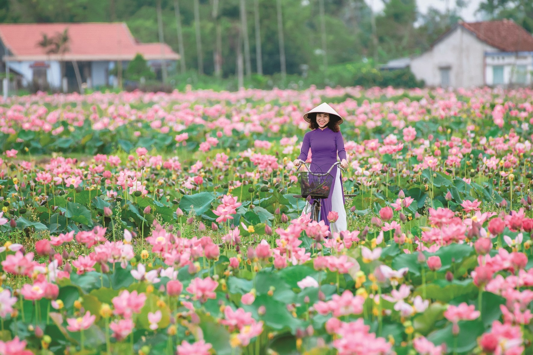 Khung cảnh hữu tình nơi đồng sen.