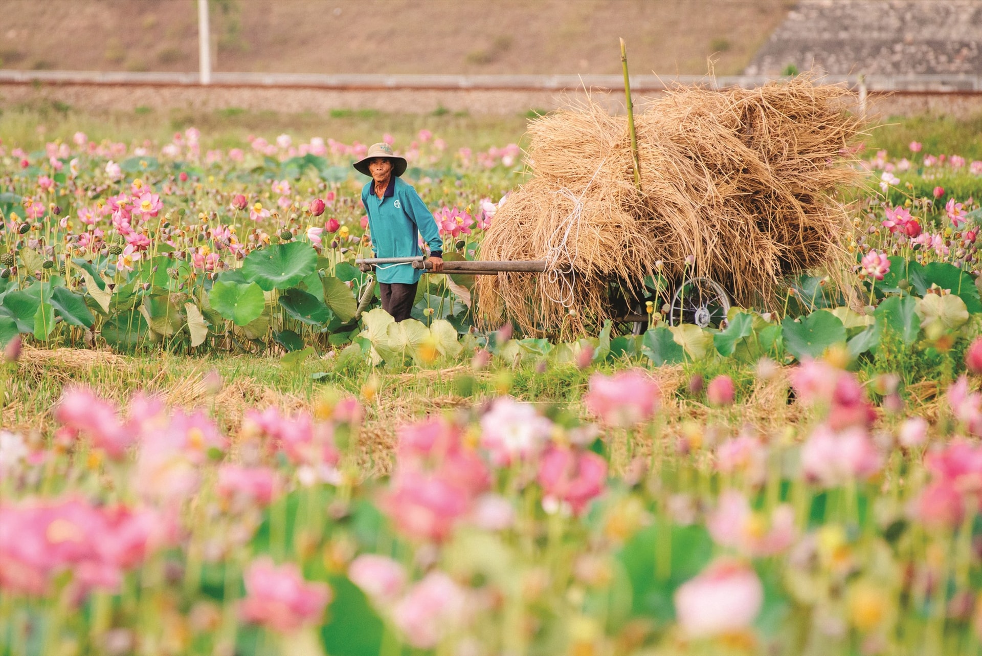 Mùa gặt vừa xong cũng là mùa sen tới.