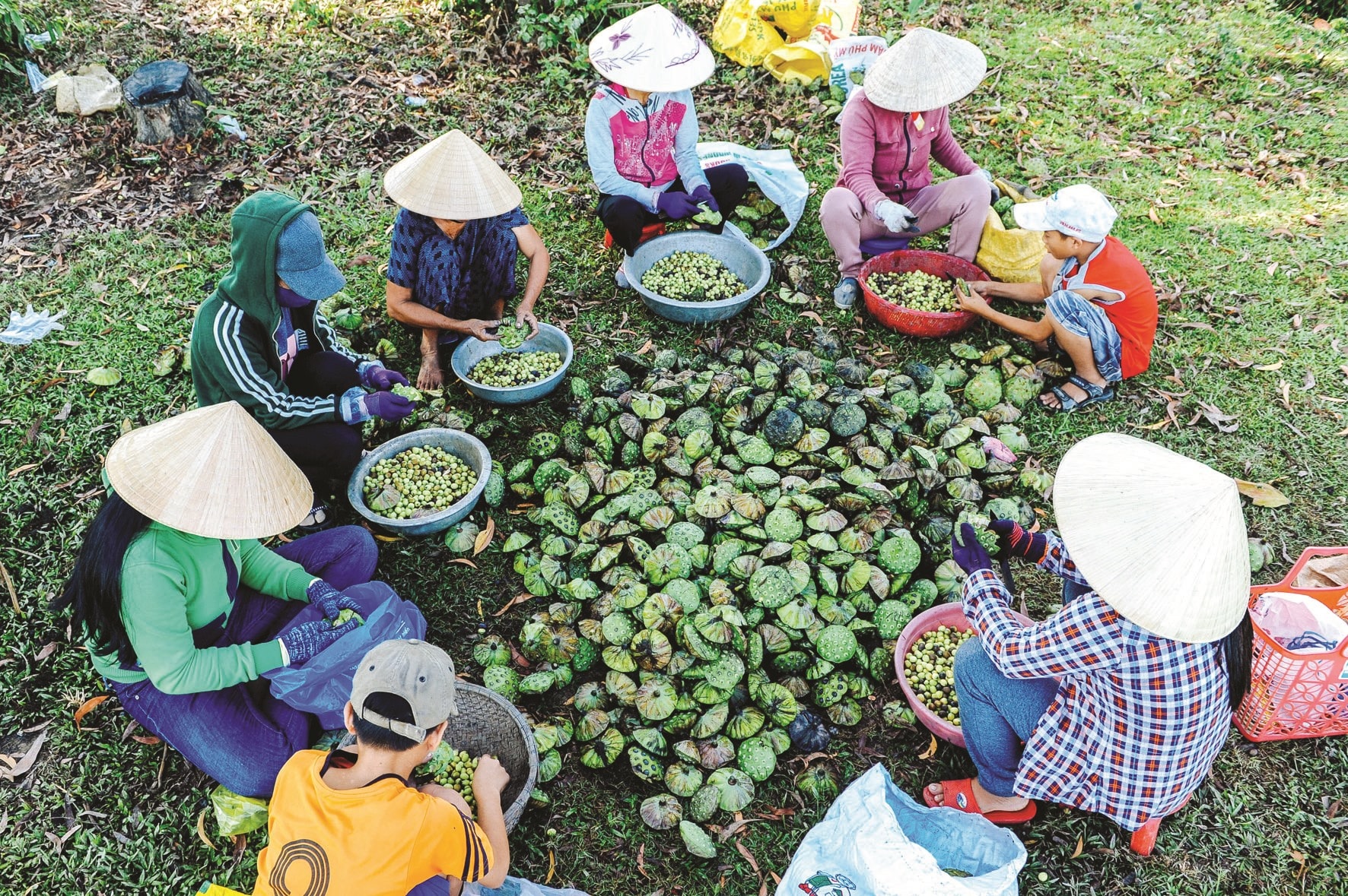 Cùng nhau tách hạt sen không chỉ là công việc mà còn là thú vui của người trồng sen.