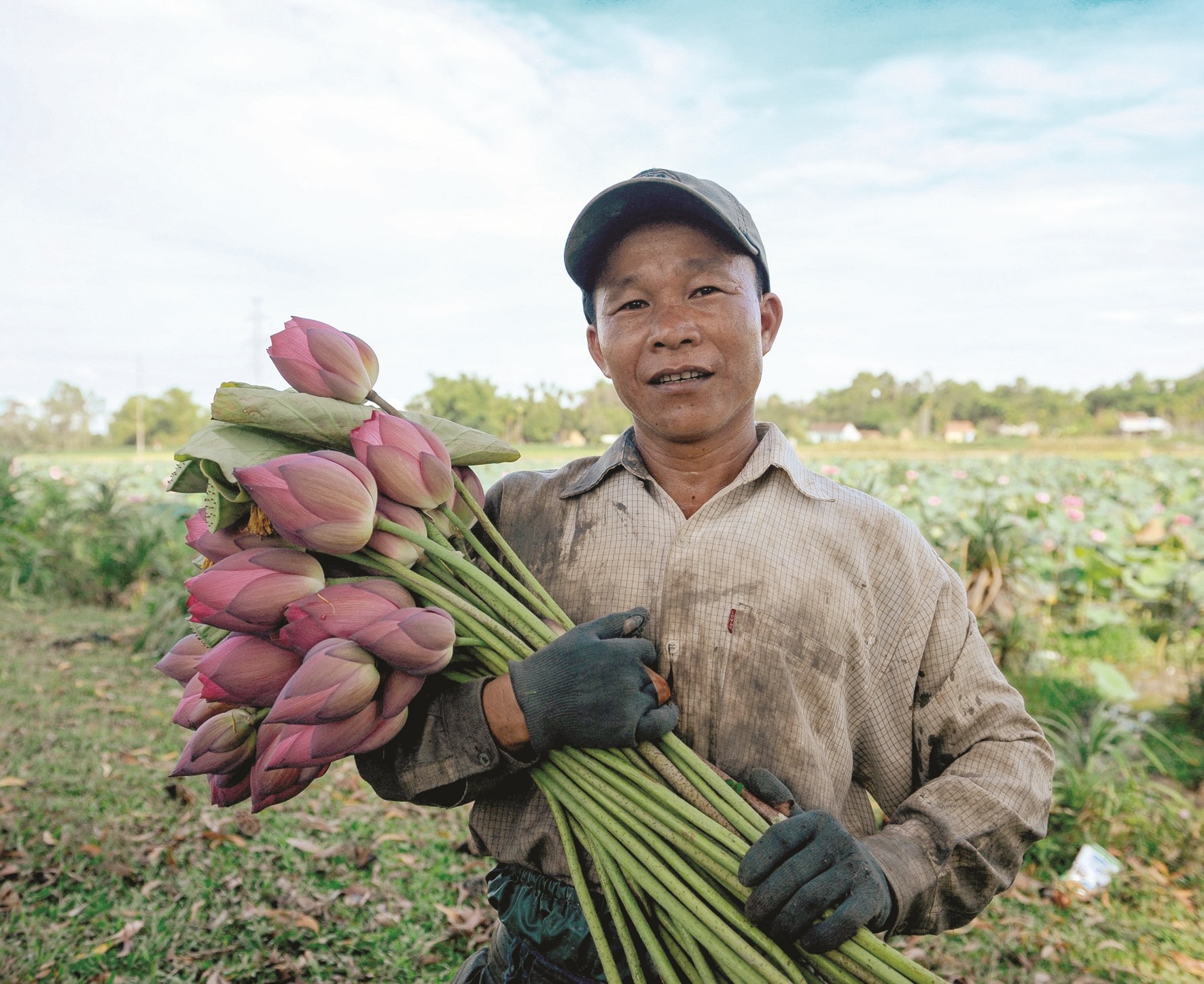 Sen đầu mùa có giá cao. Người dân thường thu hoạch sen 3 hôm 1 lần.